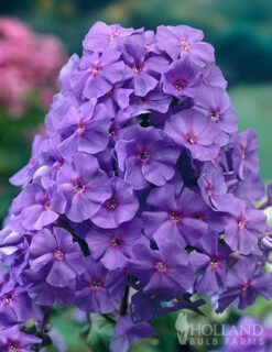 Menu Amethyst Tall Phlox