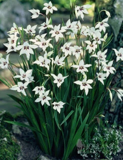 Menu Peacock Orchid Or Abyssianian Gladiolus