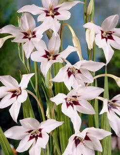 Menu Peacock Orchid Or Abyssianian Gladiolus -plant shop 78109 peacock orchid 3