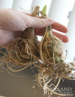 Menu Japanese Spider Lily -plant shop 78125 japanese spider lily 2