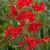 Menu Montbretia Or Crocosmia -plant shop 78128 montbretia