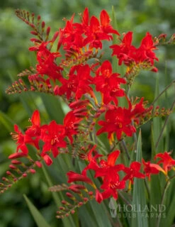 Menu Montbretia Or Crocosmia
