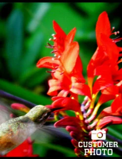 Menu Montbretia Or Crocosmia -plant shop 78128 montbretia 3