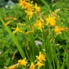 Menu Sunglow Crocosmia -plant shop 78183 sunglow crocosmia