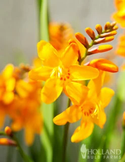 Menu Sunglow Crocosmia -plant shop 78183 sunglow crocosmia 2