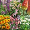 Menu Perennial Flower Bonanza Collection -plant shop 79225 perennial flower bonanza collection