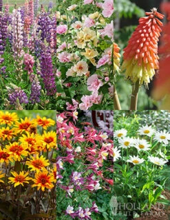 Menu Perennial Flower Bonanza Collection