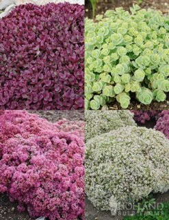 Menu Medley Of Sedum Collection