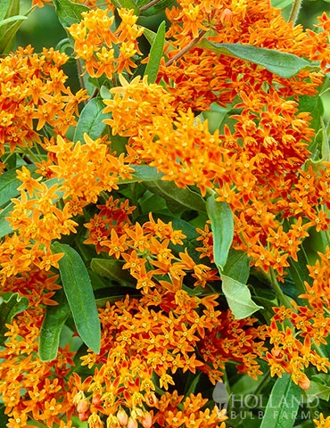 Menu Butterfly Bonanza Collection 7 Menu Butterfly Bonanza Collection - Image 5