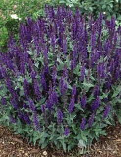 Menu Butterfly Bonanza Collection 10 Menu Butterfly Bonanza Collection -plant shop 79234 butterfly collection 3