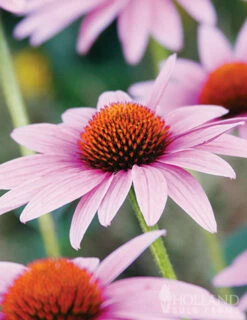 Menu Butterfly Bonanza Collection 9 Menu Butterfly Bonanza Collection -plant shop 79234 butterfly collection 4