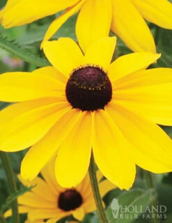 Menu Butterfly Bonanza Collection 8 Menu Butterfly Bonanza Collection -plant shop 79234 butterfly collection 5