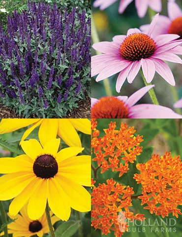 Menu Butterfly Bonanza Collection 3 Menu Butterfly Bonanza Collection