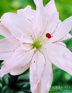 Menu Sunny Perennial & Lily Grab Bag -plant shop 79247 sunny perennial and lily grab bag 10