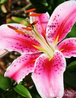 Menu Sunny Perennial & Lily Grab Bag -plant shop 79247 sunny perennial and lily grab bag 12