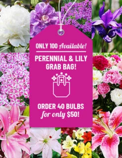 Menu Sunny Perennial & Lily Grab Bag -plant shop 79247 sunny perennial and lily grab bag 2
