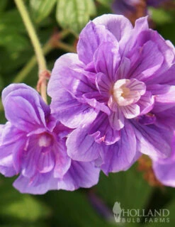 Menu Sunny Perennial & Lily Grab Bag -plant shop 79247 sunny perennial and lily grab bag 3