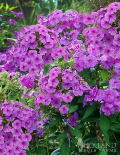 Menu Sunny Perennial & Lily Grab Bag -plant shop 79247 sunny perennial and lily grab bag 4