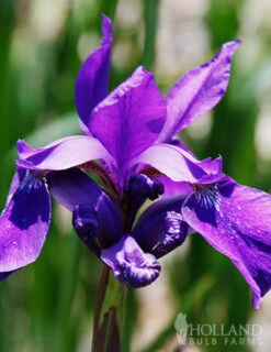 Menu Sunny Perennial & Lily Grab Bag -plant shop 79247 sunny perennial and lily grab bag 5