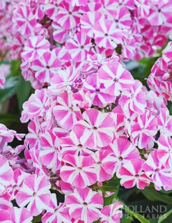 Menu Sunny Perennial & Lily Grab Bag -plant shop 79247 sunny perennial and lily grab bag 6