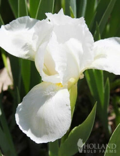 Menu Sunny Perennial & Lily Grab Bag -plant shop 79247 sunny perennial and lily grab bag 7