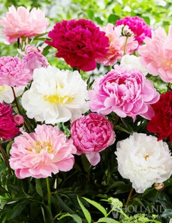 Menu Sunny Perennial & Lily Grab Bag -plant shop 79247 sunny perennial and lily grab bag 8