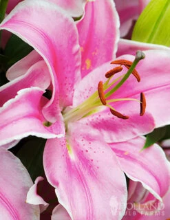 Menu Sunny Perennial & Lily Grab Bag -plant shop 79247 sunny perennial and lily grab bag 9