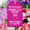 Menu Sunny Perennial & Lily Grab Bag -plant shop 79247 sunny perennial and lily grab bag new