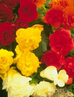 Menu Exclusive Shady Mystery Box 27 Menu Exclusive Shady Mystery Box -plant shop 79248 shade mystery box 10