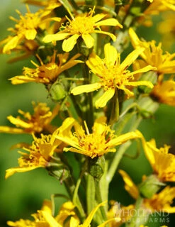 Menu Exclusive Shady Mystery Box 28 Menu Exclusive Shady Mystery Box -plant shop 79248 shade mystery box 11