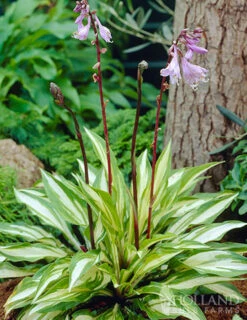 Menu Exclusive Shady Mystery Box 29 Menu Exclusive Shady Mystery Box -plant shop 79248 shade mystery box 12