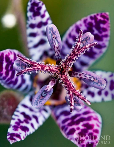 Menu Exclusive Shady Mystery Box 15 Menu Exclusive Shady Mystery Box - Image 13