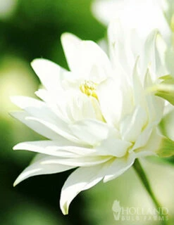 Menu Exclusive Shady Mystery Box 31 Menu Exclusive Shady Mystery Box -plant shop 79248 shade mystery box 14