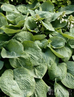 Menu Exclusive Shady Mystery Box 32 Menu Exclusive Shady Mystery Box -plant shop 79248 shade mystery box 15