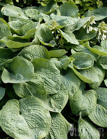 Menu Exclusive Shady Mystery Box 17 Menu Exclusive Shady Mystery Box - Image 15