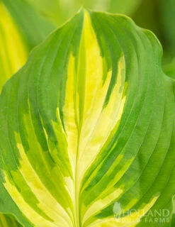 Menu Exclusive Shady Mystery Box 33 Menu Exclusive Shady Mystery Box -plant shop 79248 shade mystery box 16