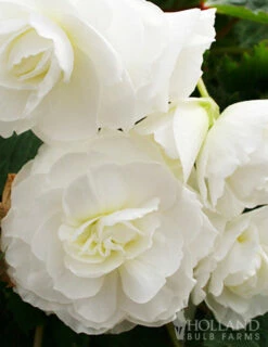 Menu Exclusive Shady Mystery Box 19 Menu Exclusive Shady Mystery Box -plant shop 79248 shade mystery box 2