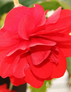 Menu Exclusive Shady Mystery Box 20 Menu Exclusive Shady Mystery Box -plant shop 79248 shade mystery box 3