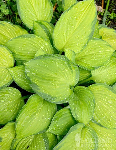 Menu Exclusive Shady Mystery Box 6 Menu Exclusive Shady Mystery Box - Image 4