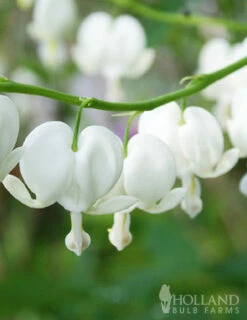 Menu Exclusive Shady Mystery Box 22 Menu Exclusive Shady Mystery Box -plant shop 79248 shade mystery box 5