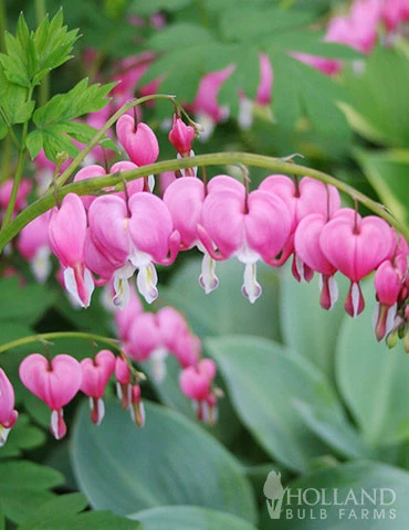 Menu Exclusive Shady Mystery Box 8 Menu Exclusive Shady Mystery Box - Image 6