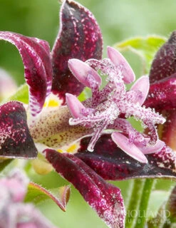 Menu Exclusive Shady Mystery Box 24 Menu Exclusive Shady Mystery Box -plant shop 79248 shade mystery box 7