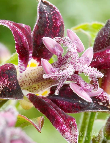 Menu Exclusive Shady Mystery Box 9 Menu Exclusive Shady Mystery Box - Image 7