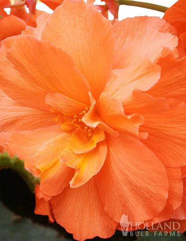 Menu Exclusive Shady Mystery Box 10 Menu Exclusive Shady Mystery Box - Image 8