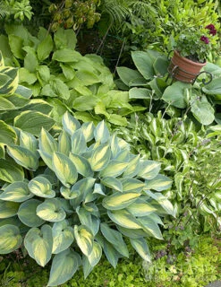 Menu Exclusive Shady Mystery Box 26 Menu Exclusive Shady Mystery Box -plant shop 79248 shade mystery box 9