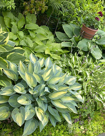 Menu Exclusive Shady Mystery Box 11 Menu Exclusive Shady Mystery Box - Image 9