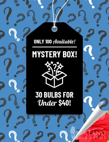 Menu Exclusive Shady Mystery Box 3 Menu Exclusive Shady Mystery Box