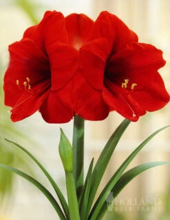 Menu Giant Red Lion Amaryllis Kit -plant shop 92108 giant red lion amaryllis kit