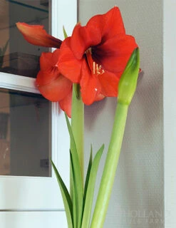 Menu Giant Red Lion Amaryllis Kit -plant shop 92108 giant red lion amaryllis kit 3