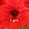 Menu Giant Red Lion Amaryllis Kit -plant shop 92108 giant red lion amaryllis kit 4